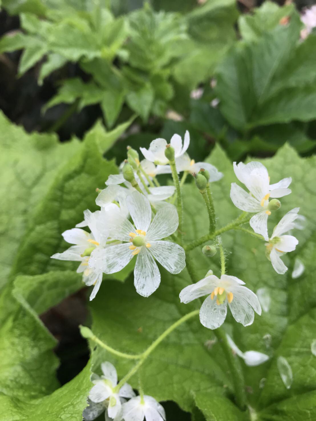 雨の栂池自然園は神秘的! | 栂池自然園 | 村民無料デー