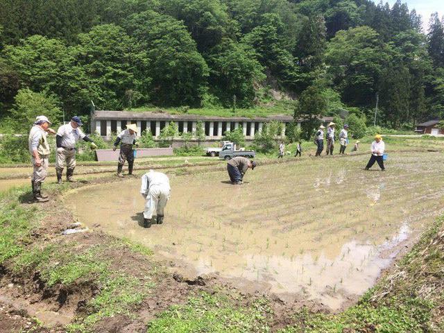 藤島棚田田植え