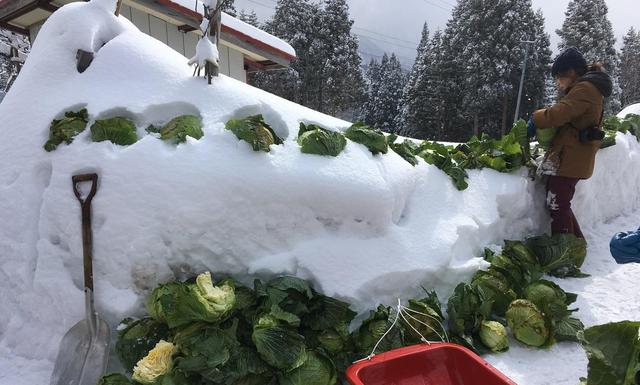 突撃！お宅訪問～雪中キャベツ掘り体験・小谷のすごい人～