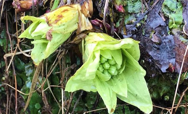 これぞおたり暮らしの醍醐味！？山菜の季節がやってきました♪