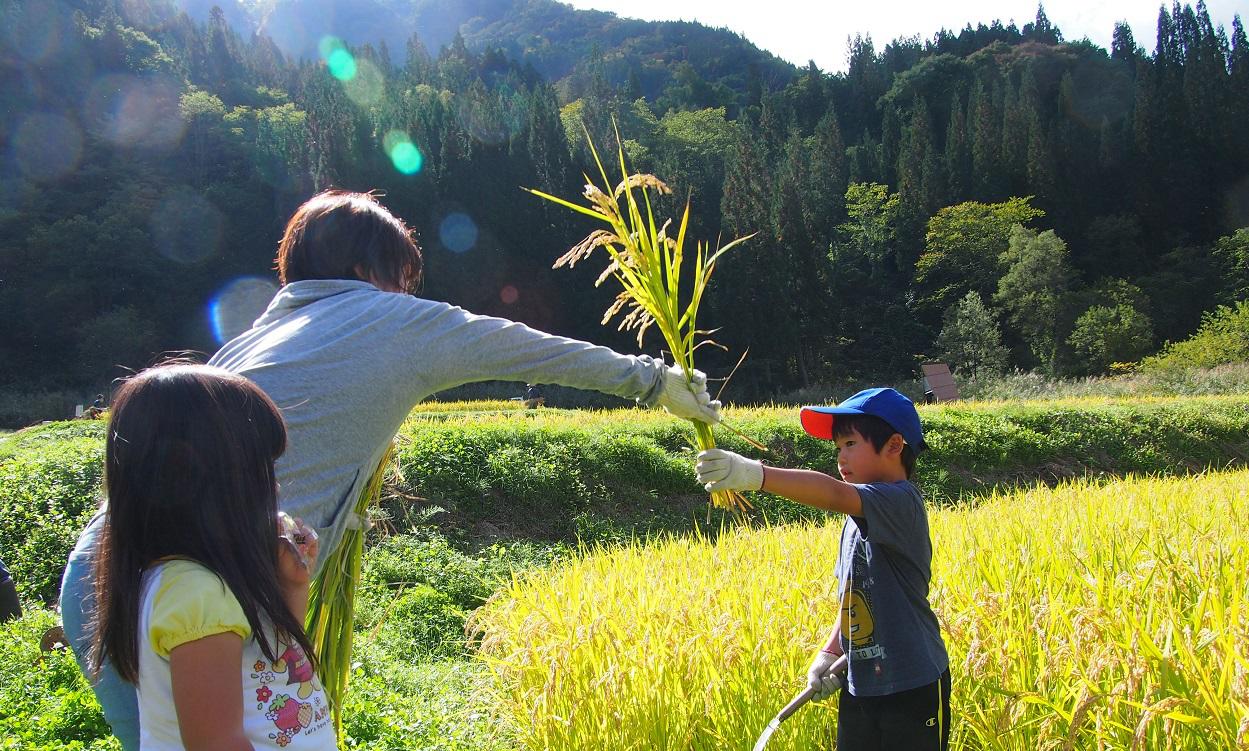 新米の季節がやってきました。棚田で稲刈り。