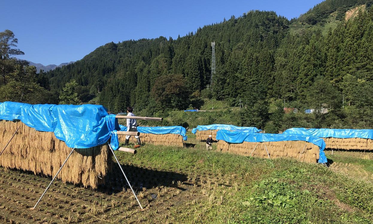 棚田の稲刈り＆台風19号について