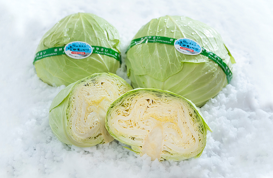 幻の野菜「雪中キャベツ」