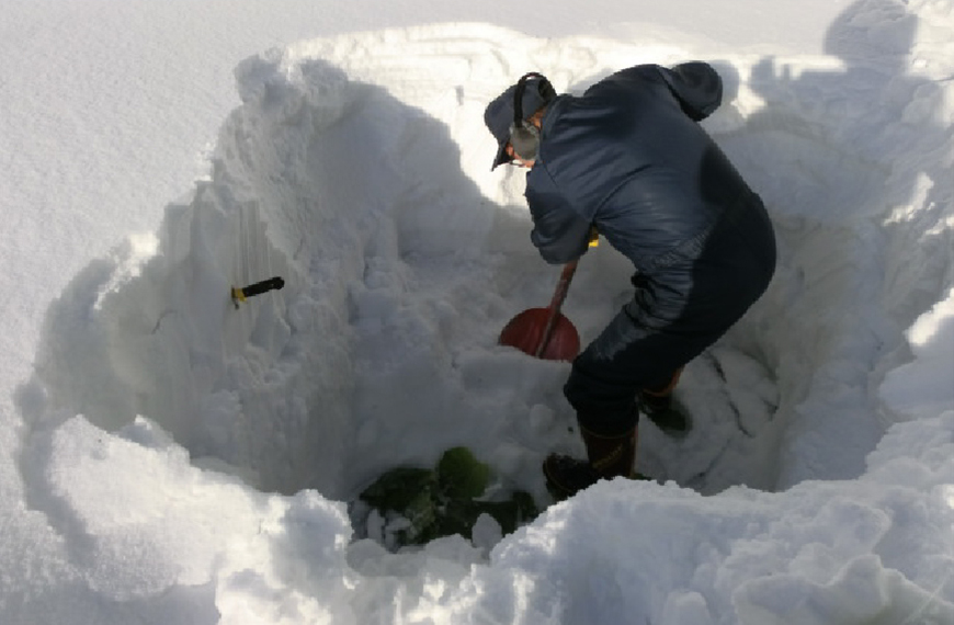 幻の野菜「雪中キャベツ」