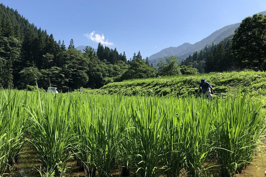 天然山菜