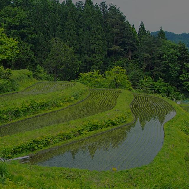 Rice field