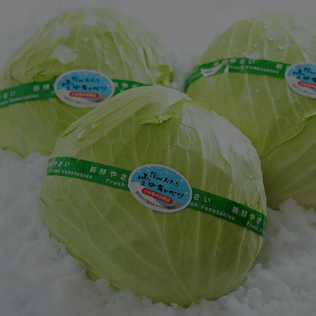 Cabbage