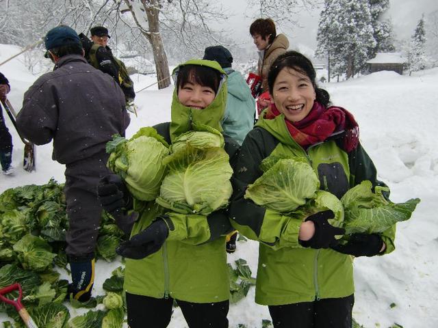 スキー場だけじゃない！今年の冬は里山で遊ぼう。人気の雪中キャベツ掘り体験！