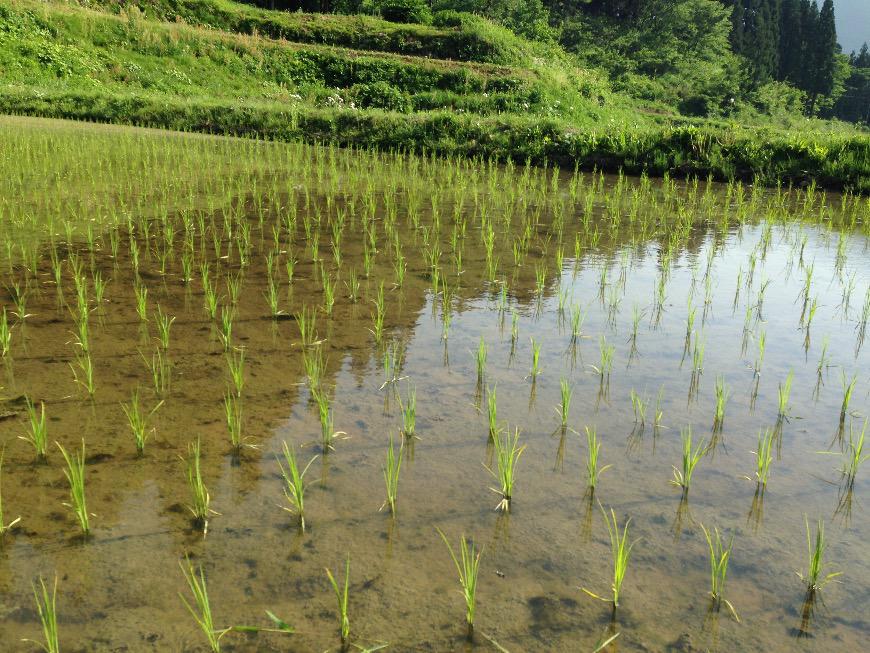 田植写真.jpg